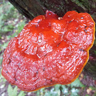 Hemlock Varnish Fungus