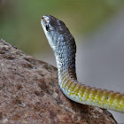 Common Tree Snake