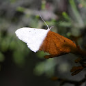 Geometrid moth