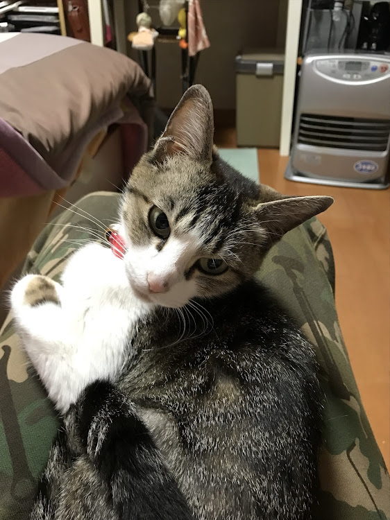 ミニ ハッチバックの愛猫紹介に関するカスタム事例の投稿画像3枚目