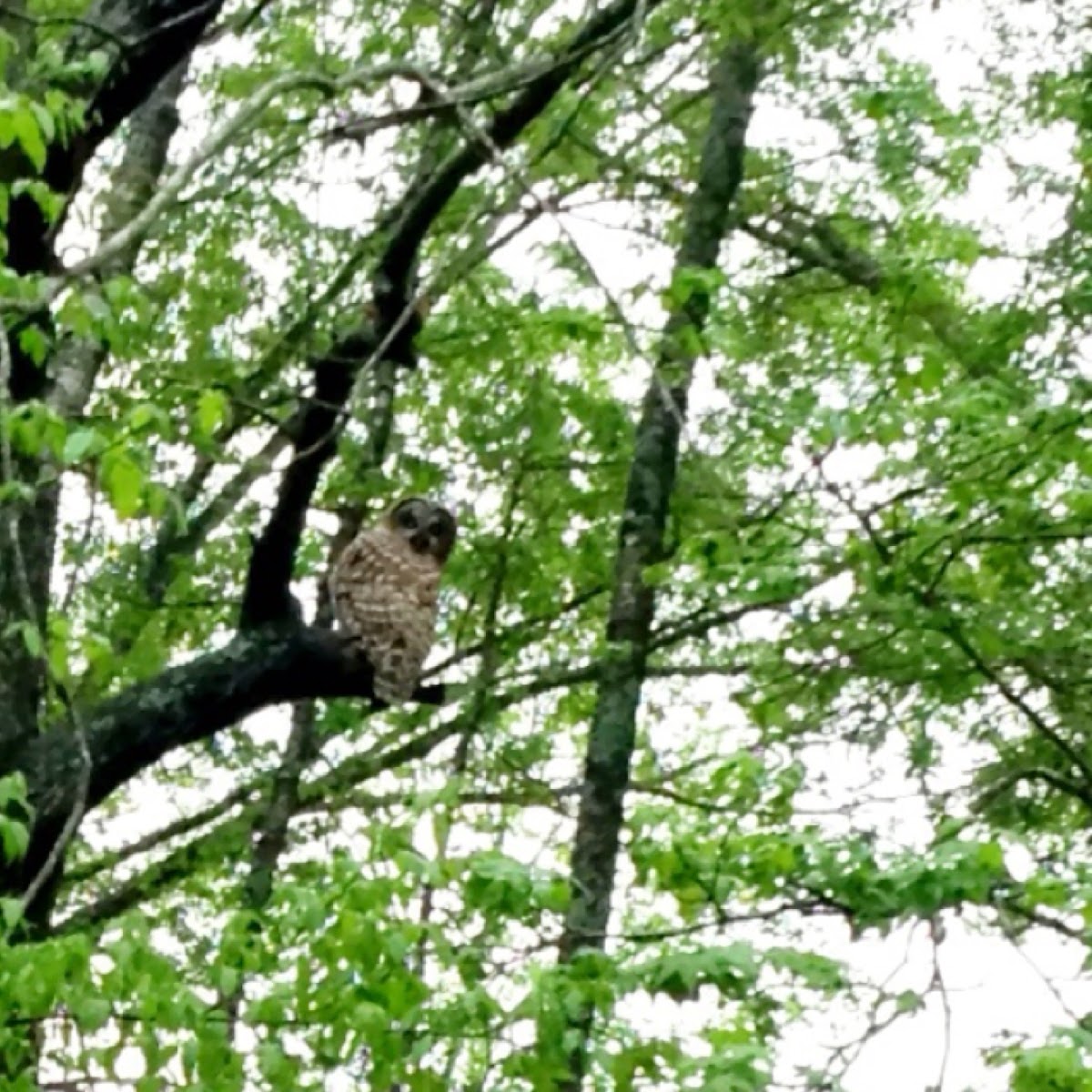 Barred Owl