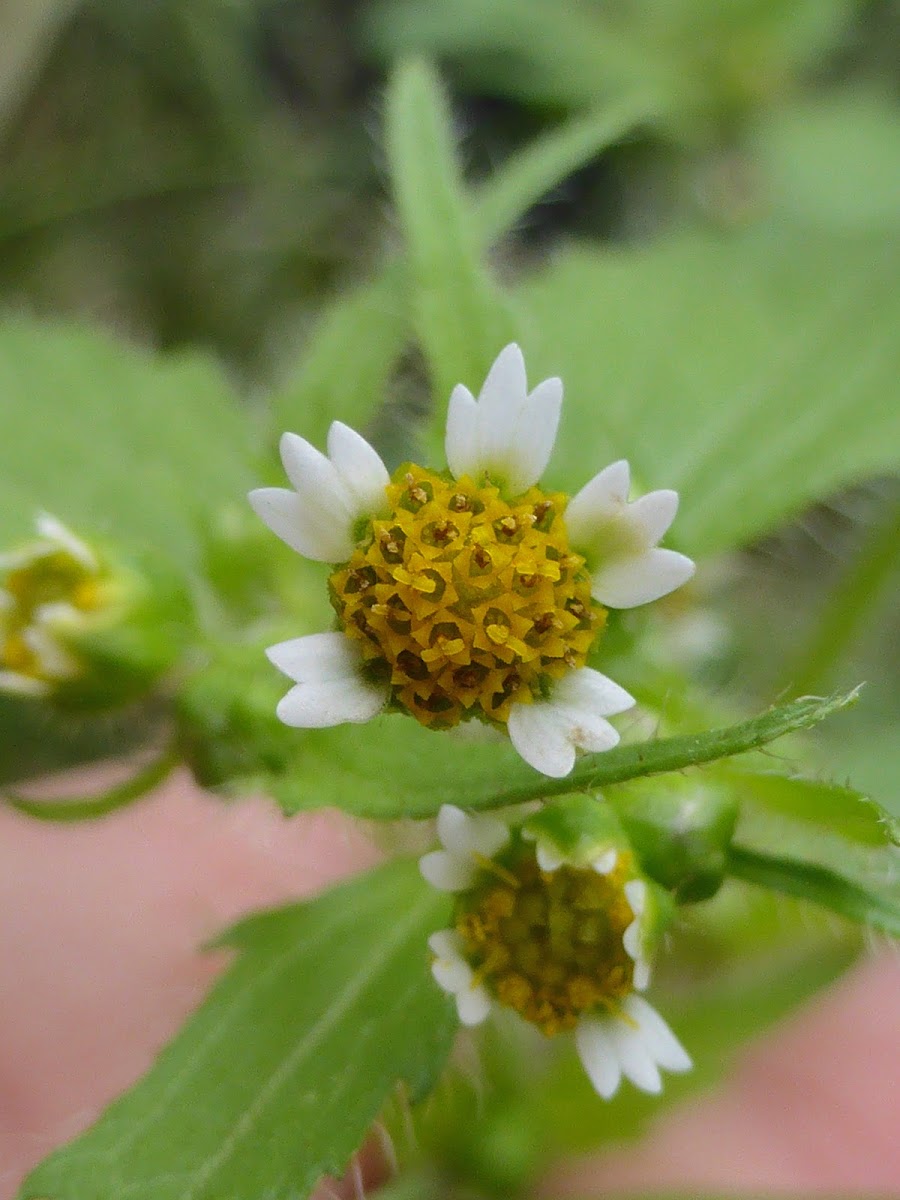 Peruvian Daisy