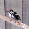 Lesser spotted woodpecker