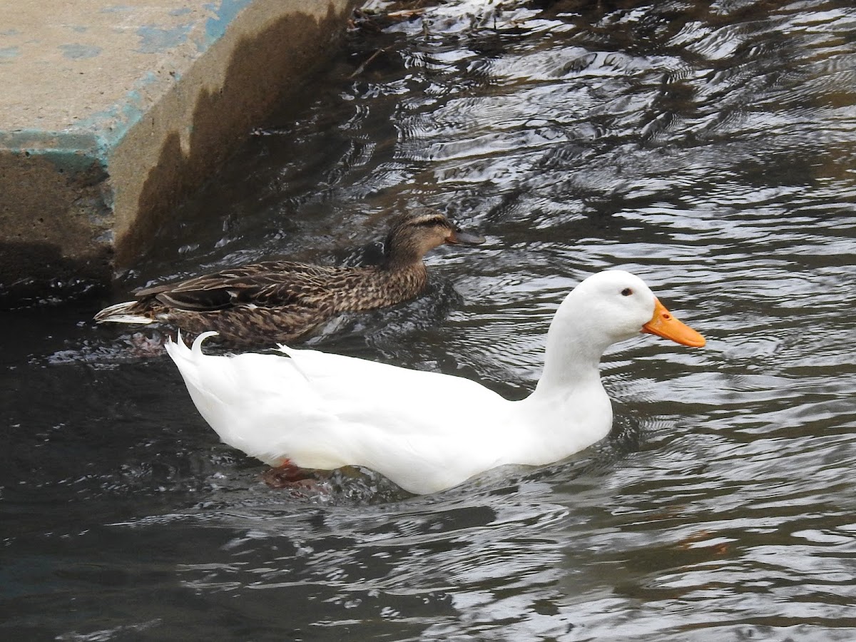 American Pekin Duck