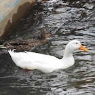 American Pekin Duck