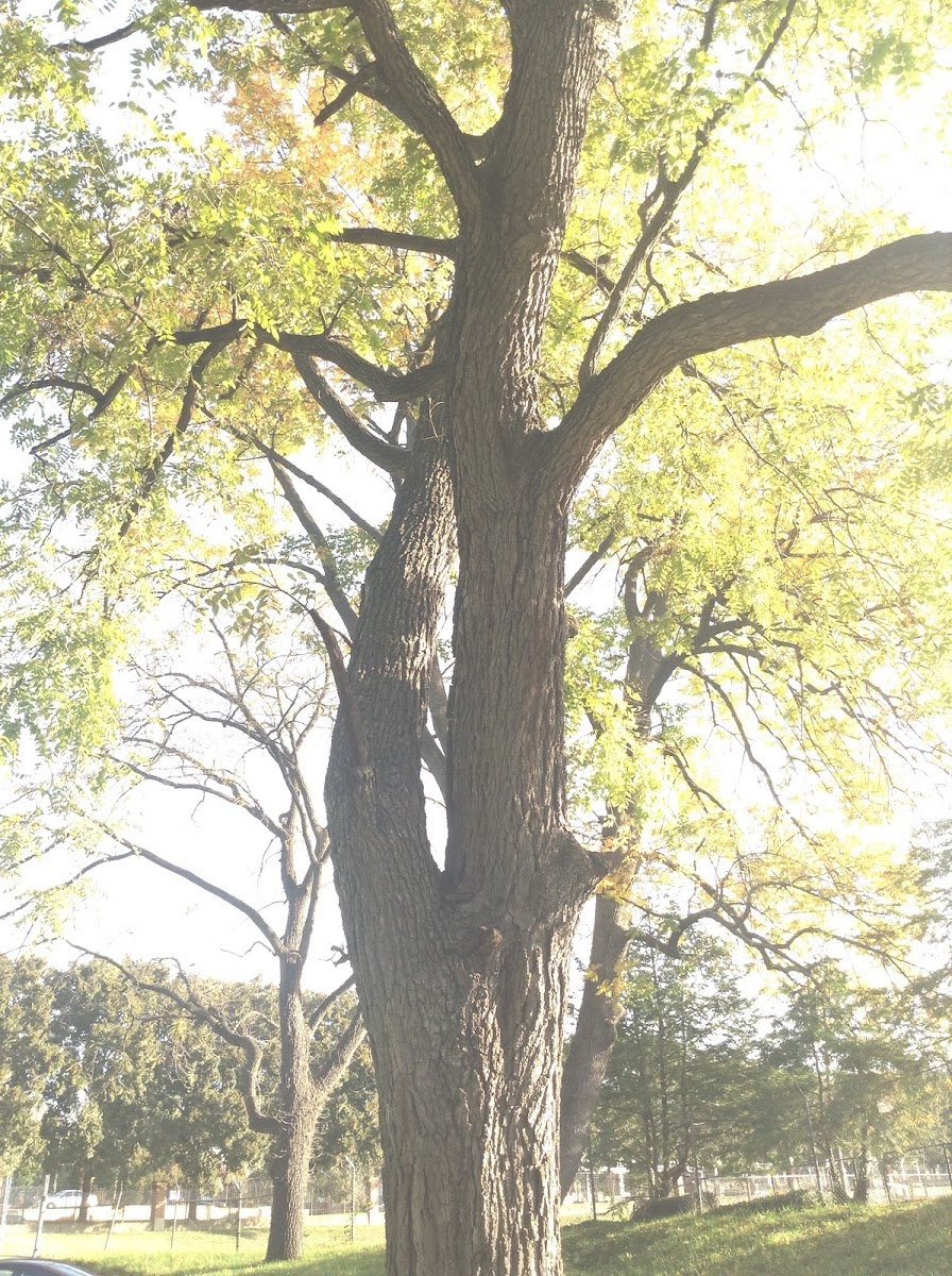 Black walnut tree