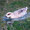 Marbled duck. Cerceta pardilla