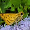 Fiery Skipper