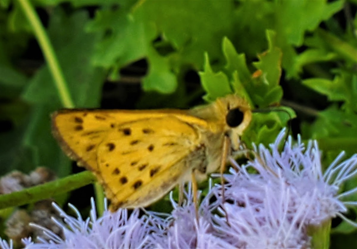 Fiery Skipper