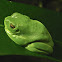 Australian green tree frog