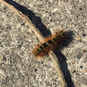 Silver-spotted Tiger Moth caterpillar