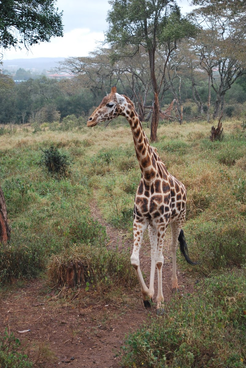 Rothschild's Giraffe