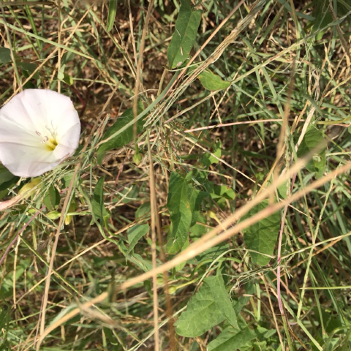 Field bindweed