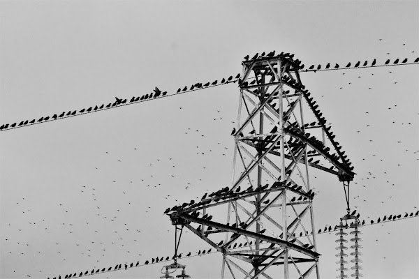 orderly flock di seiz photoshot