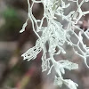 Lace lichen