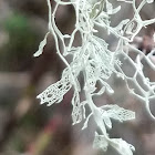 Lace lichen