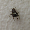 Bronze Jumper