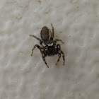 Bronze Jumper