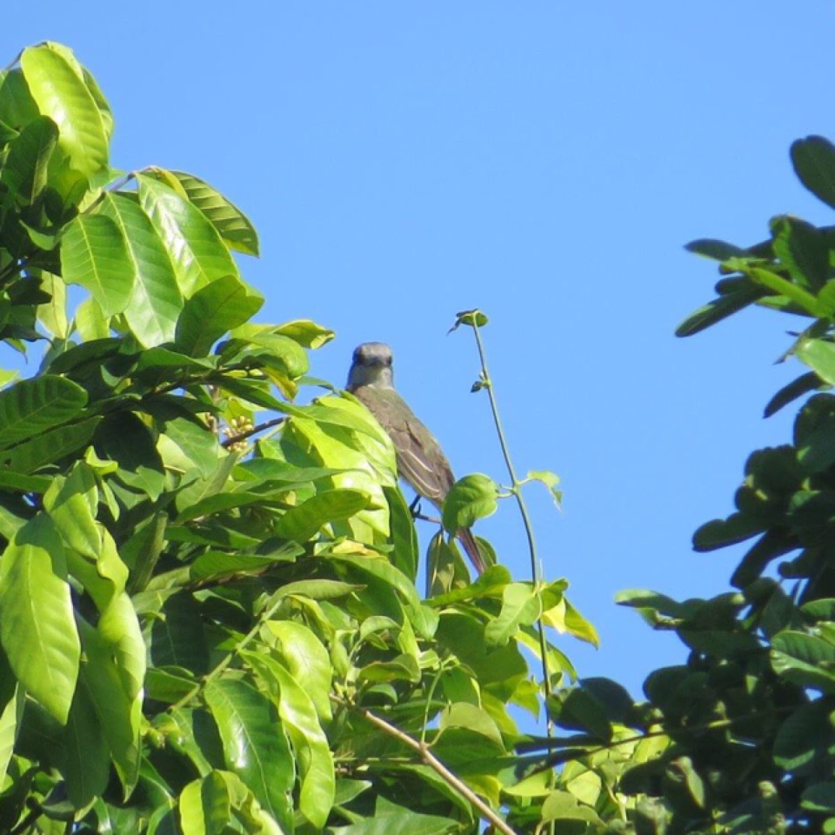 Tropical kingbird