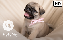 My Puppy Pug - Cute Dog HD Wallpapers small promo image