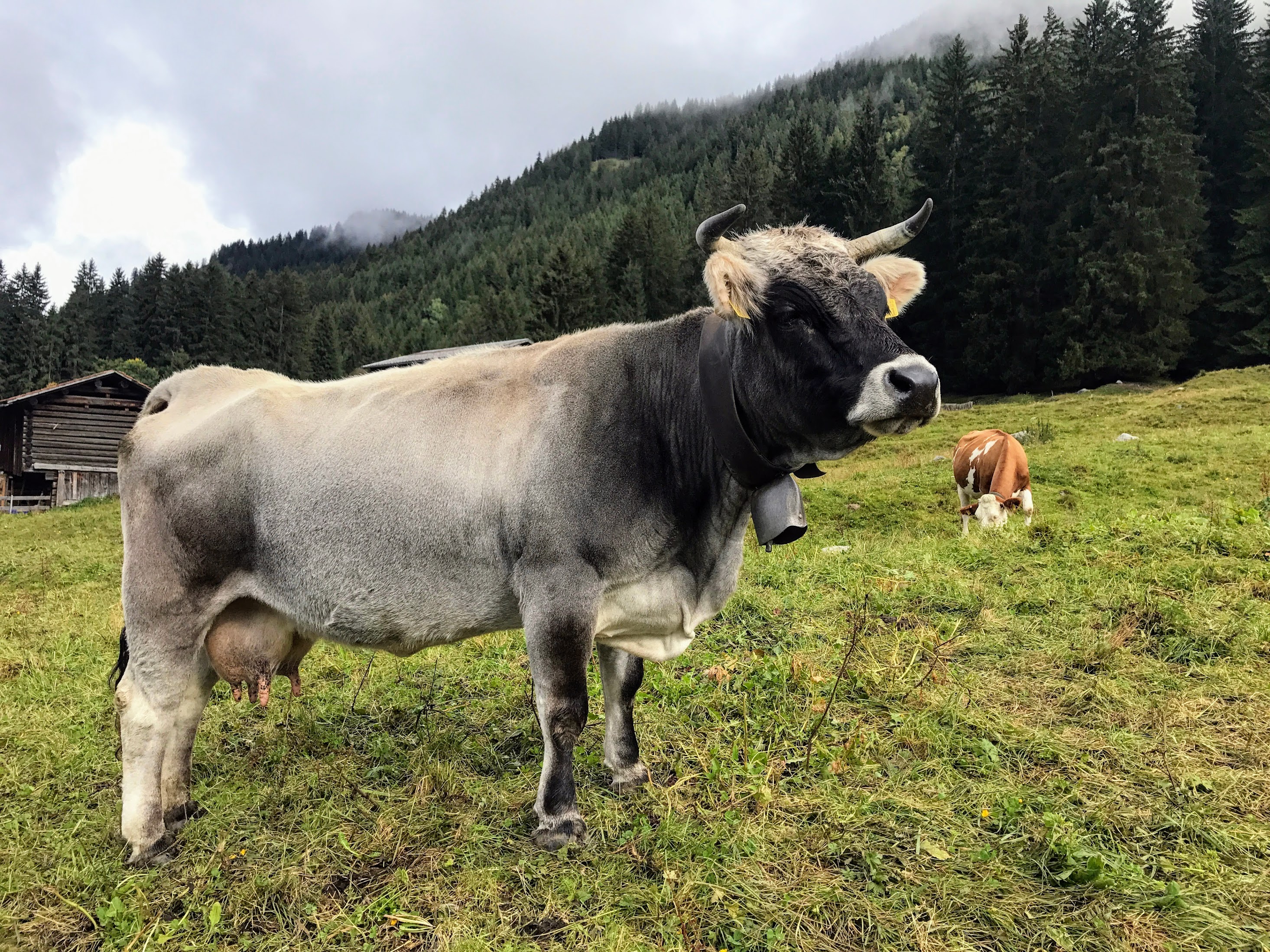 Swiss cow at Monbiel