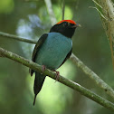 Blue Manakin