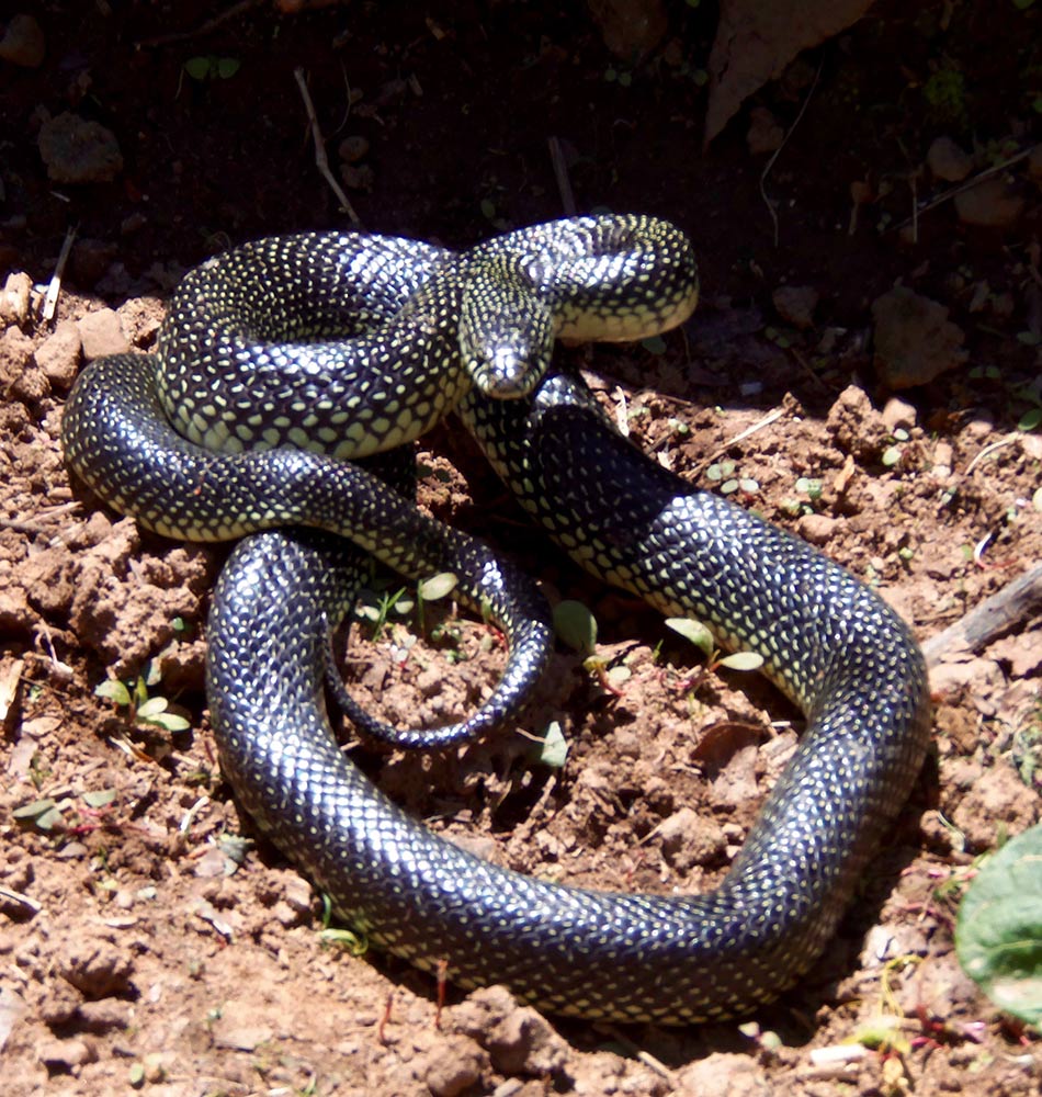 Speckled Kingsnake