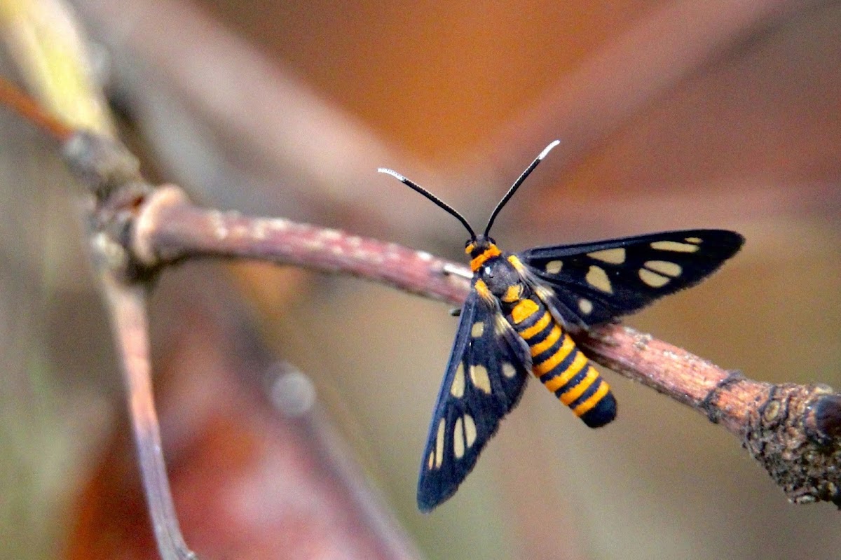 Tiger Moth