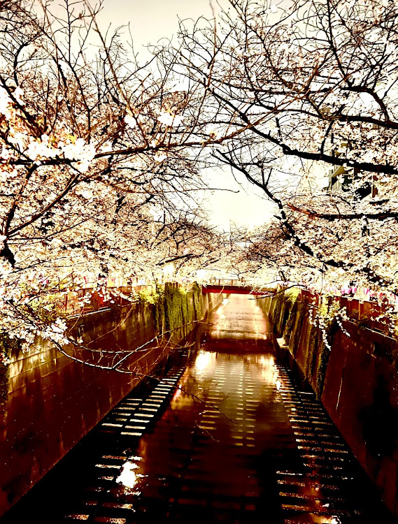アルファードの桜シーズン開幕・サクラと愛車・目黒川桜・STARBUCKS RESERVE(R) ROASTERY TOKYOに関するカスタム事例の投稿画像3枚目