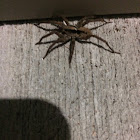 Wolf spider