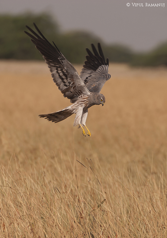 Montagu's Harrier