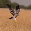 Montagu's Harrier