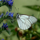 Black-veined White