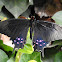 Pink-spotted Swallowtail