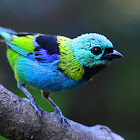 Green-headed Tanager