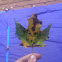 Sugar Maple