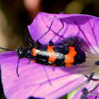 Orange Blister Beetle