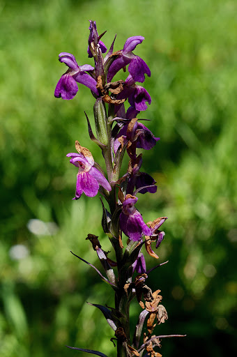 Dactylorhiza elata