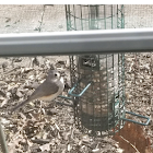 Tufted Titmouse