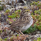 Savannah Sparrow