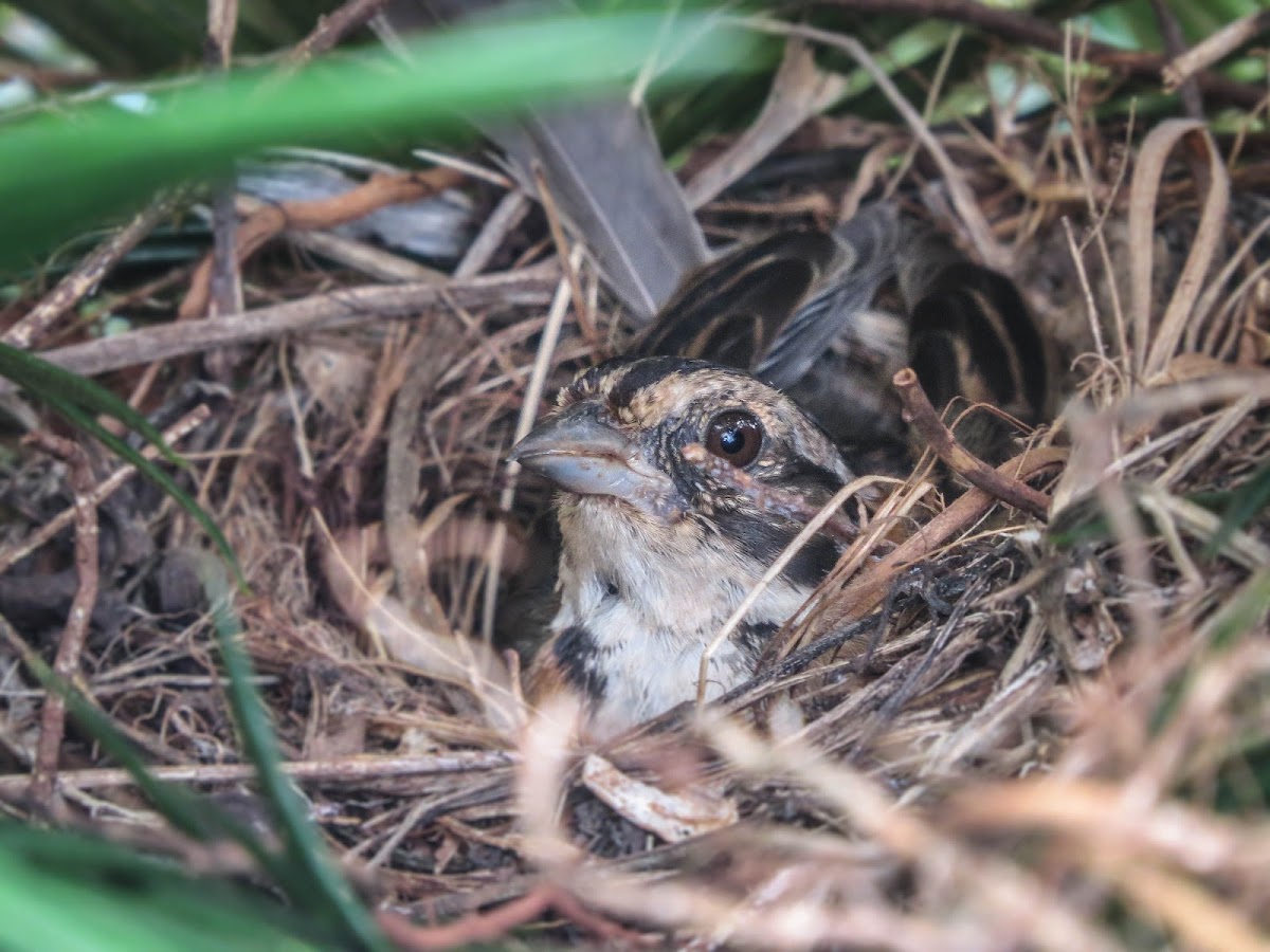 Rufous-collared sparrow