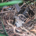 Rufous-collared sparrow