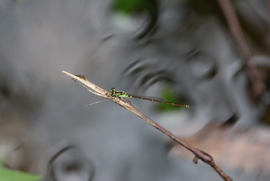 Fragile Forktail