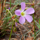 Violet Wood Sorrel