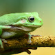 Frog New Tab Page HD Animals Themes