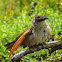 White- browed coucal