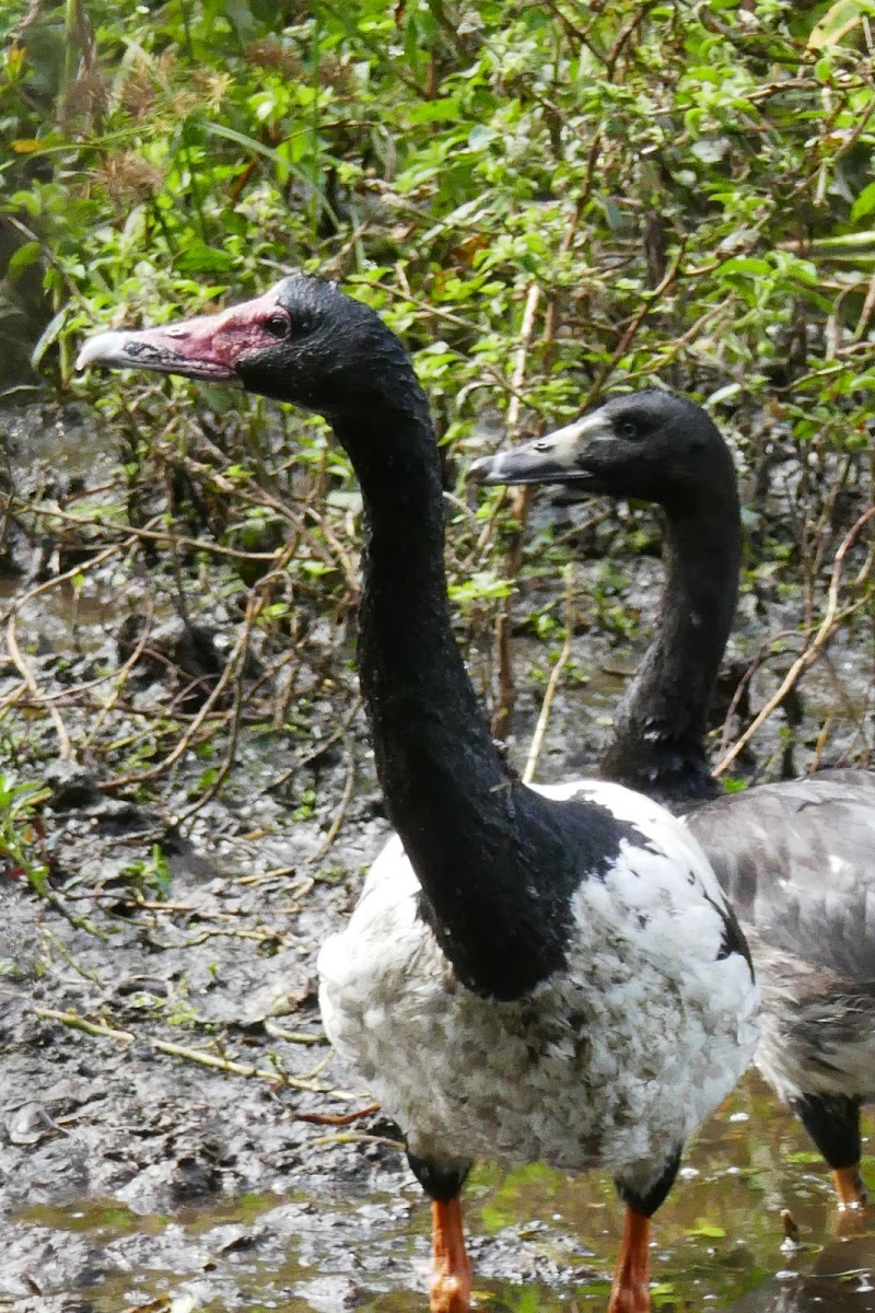 Magpie Goose (male and female)