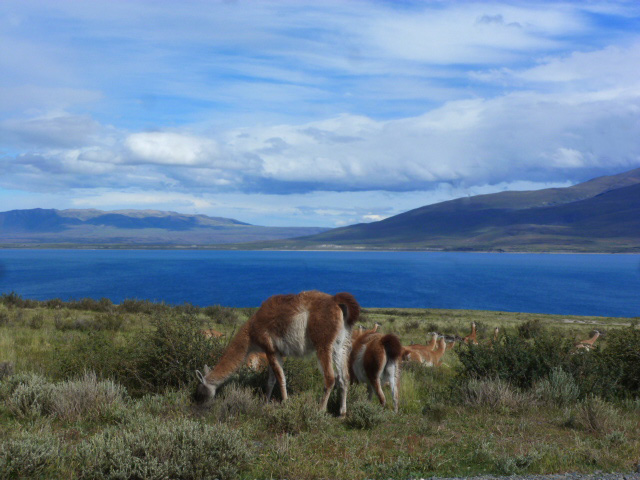 LLEGAMOS AL PARQUE NACIONAL TORRES DEL PAINE - CHILE, de Norte a Sur con desvío a Isla de Pascua (8)