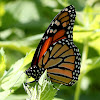 Monarch Butterfly