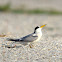 Least Tern